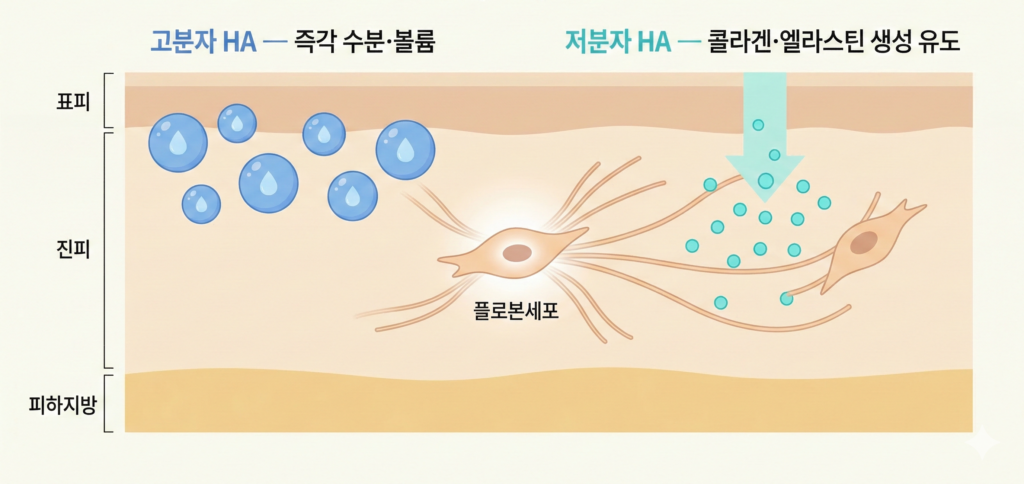 HiloWave 双 HA 生物刺激器的工作原理--高分子量和低分子量透明质酸如何诱导真皮层中胶原蛋白的生成 信息图表