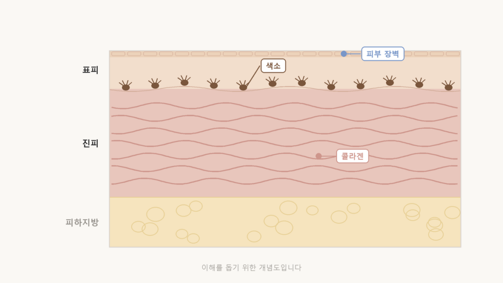 줄기세포주사 가격, 같은 이름이어도 들어가는 게 다릅니다 피부 단면에서 표피의 피부 장벽, 기저층의 색소 세포, 진피의 콜라겐 위치를 나타낸 개념도