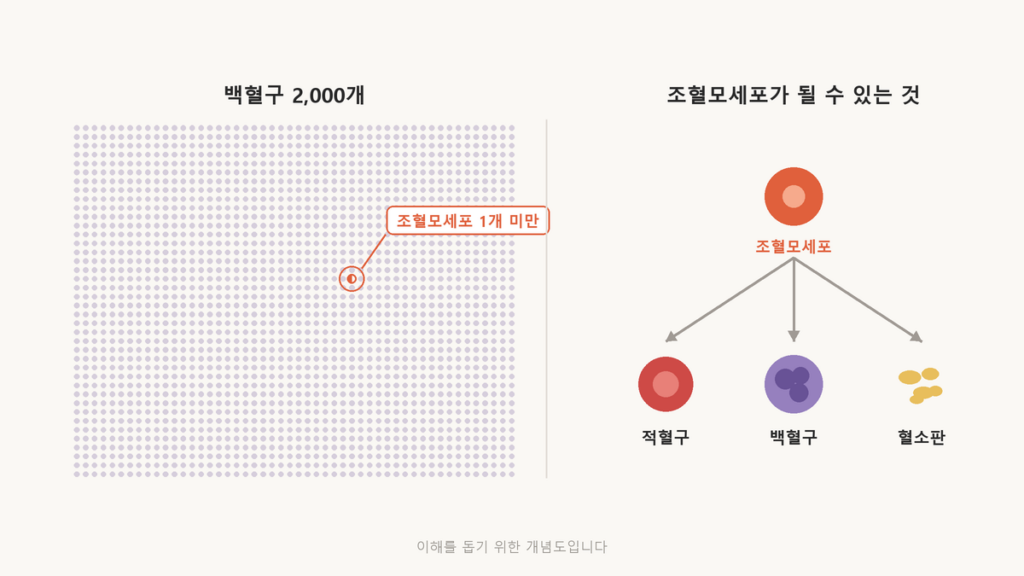 혈액 속 백혈구 2,000개 가운데 조혈모세포는 1개도 되지 않고, 조혈모세포가 적혈구·백혈구·혈소판으로만 분화한다는 것을 나타낸 개념도