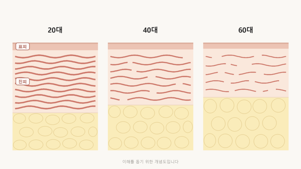 20대, 40대, 60대 피부 단면을 나란히 놓고 나이가 들수록 진피의 콜라겐이 줄고 진피가 얇아지는 모습을 나타낸 개념도